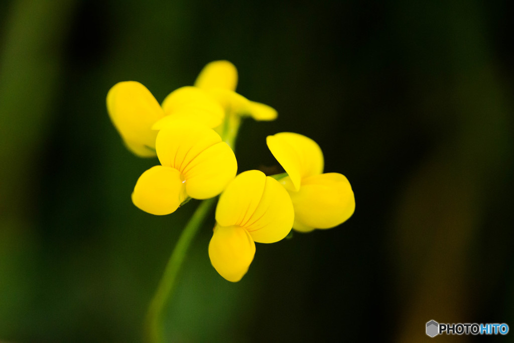 お花・3