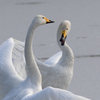 白鳥さん