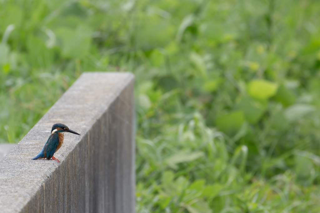 カワセミ