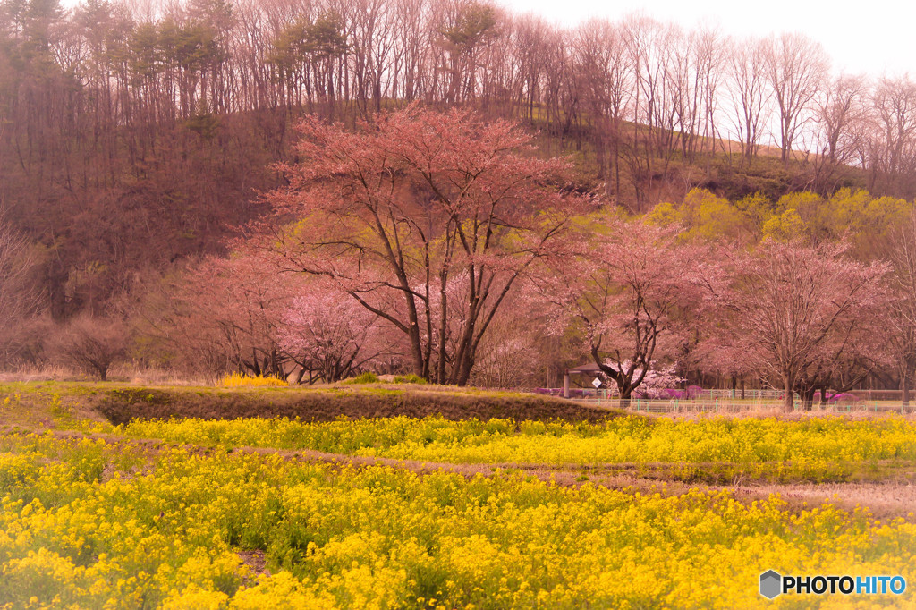 桜と菜の花