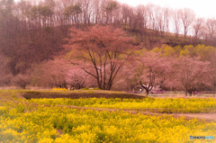 桜と菜の花