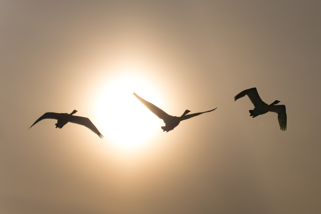 夕陽と白鳥