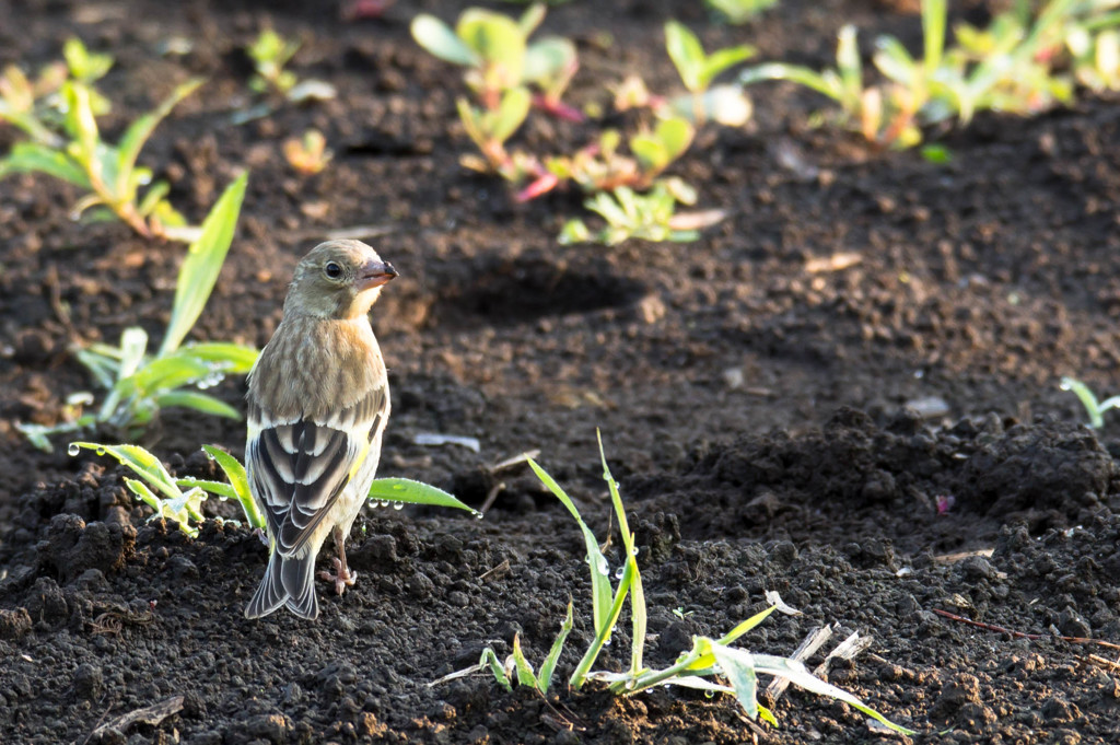 カワラヒワの幼鳥