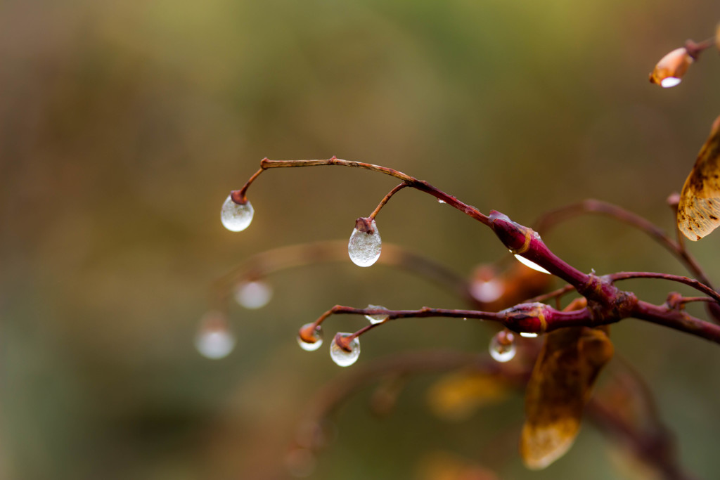 氷の木の実