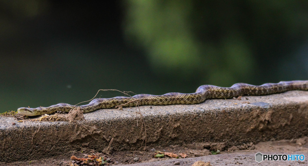 にょ～ろにょろにょろにょろ