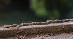 にょ～ろにょろにょろにょろ