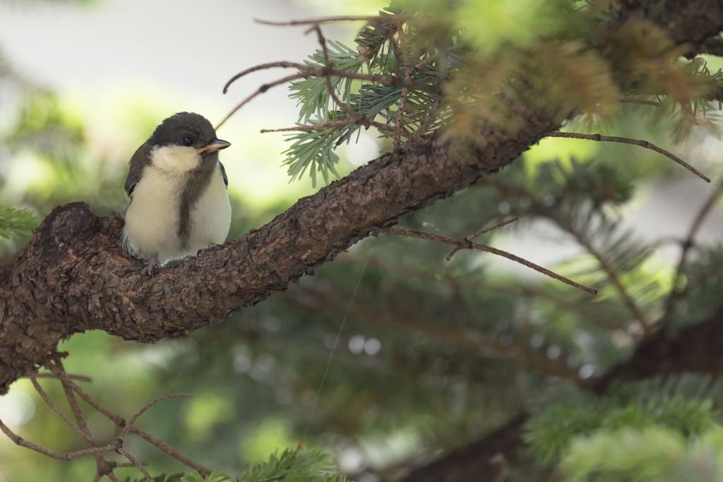 シジュウカラ幼鳥