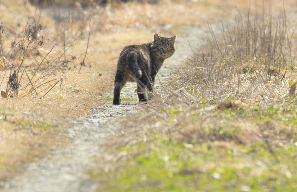 ねこちゃん