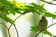 おなかすいたよ～～