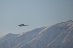 白鳥と雪山