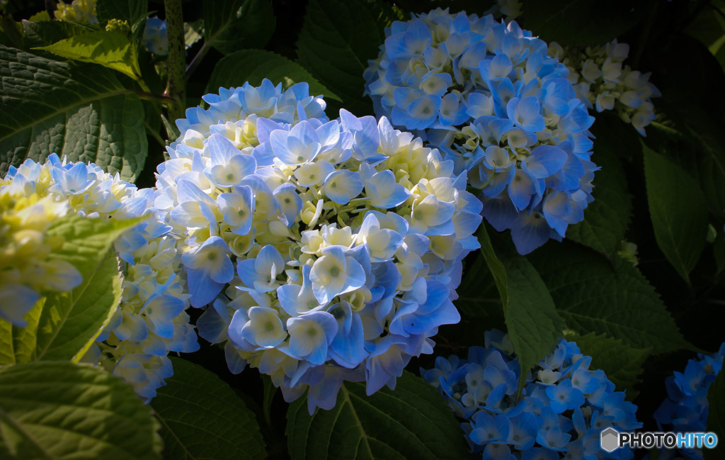 紫陽花