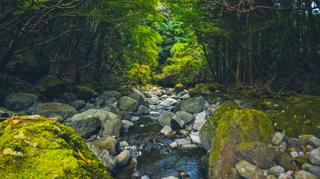小川の森林浴