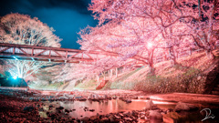 夜桜と川