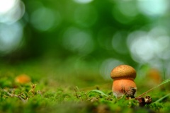木の精