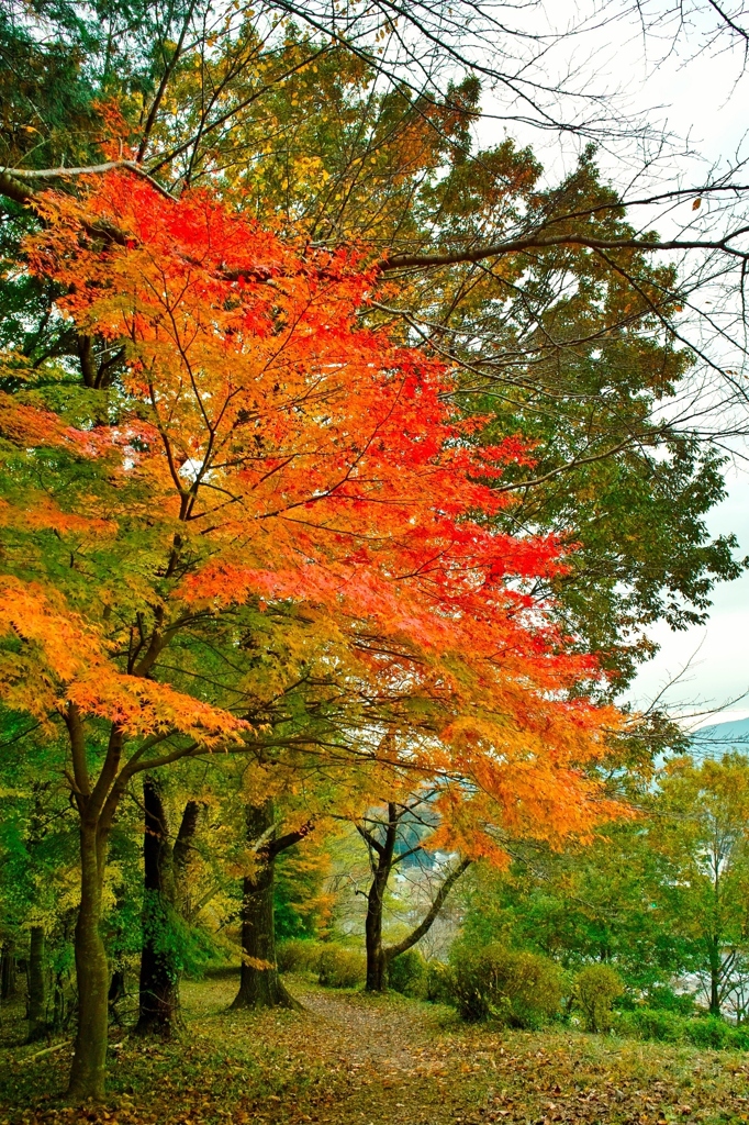 小宮公園  八王子市