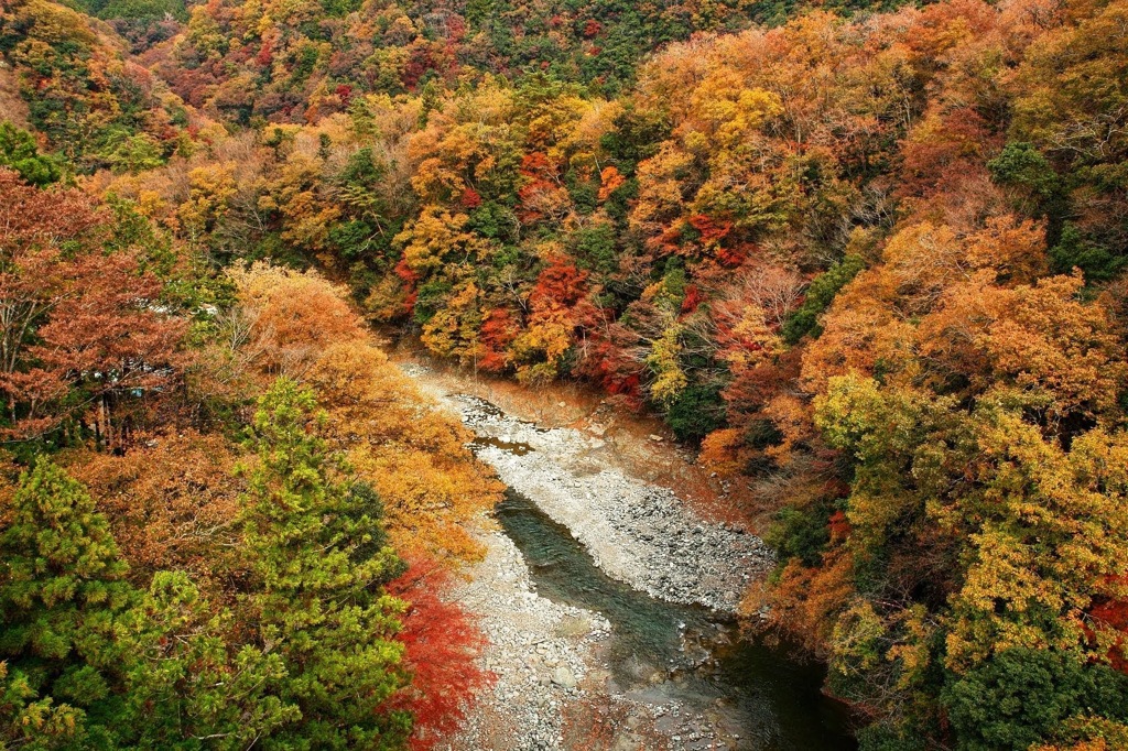 紅葉