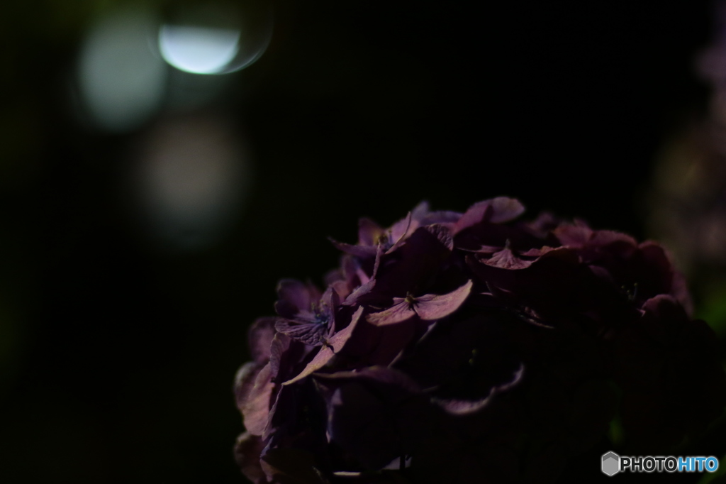 blossom