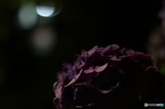 blossom