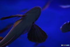 Flight