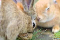 こしょこしょ