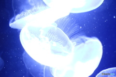 未確認発光体
