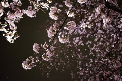 夜桜