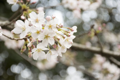 咲き始めの桜
