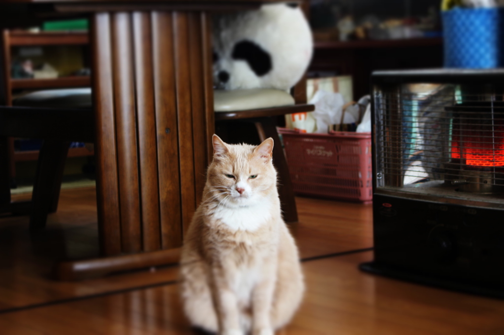 猫
