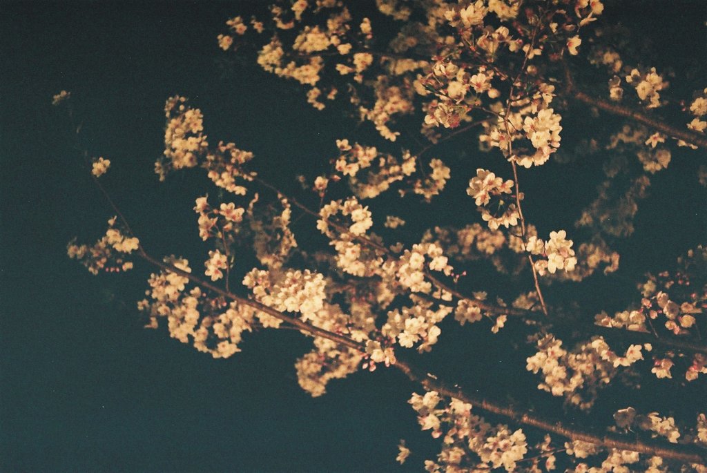 鎌倉夜桜