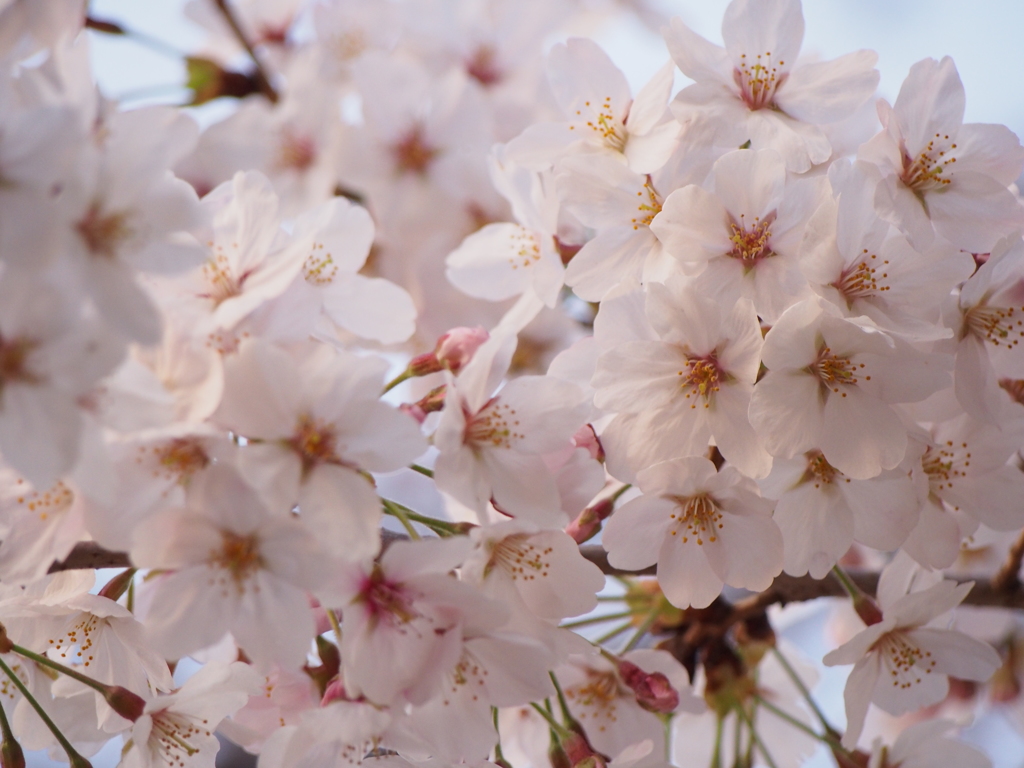 桜