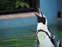 水浴び中のペンギン