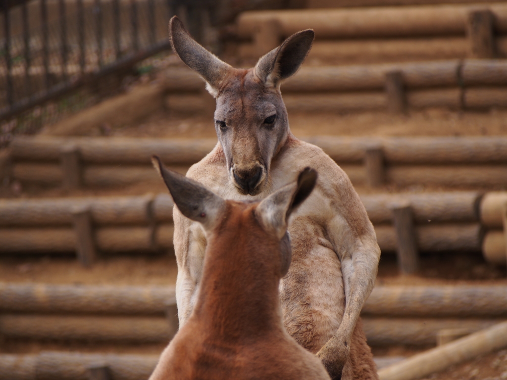 にらみあうカンガルー