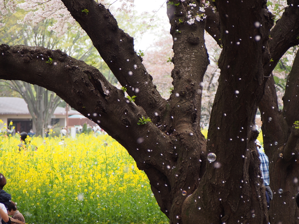 桜吹雪