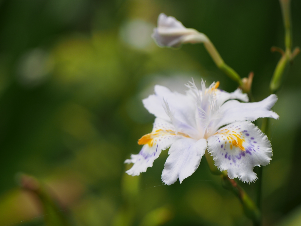 鎌倉で咲いてたお花