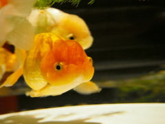 可愛い金魚