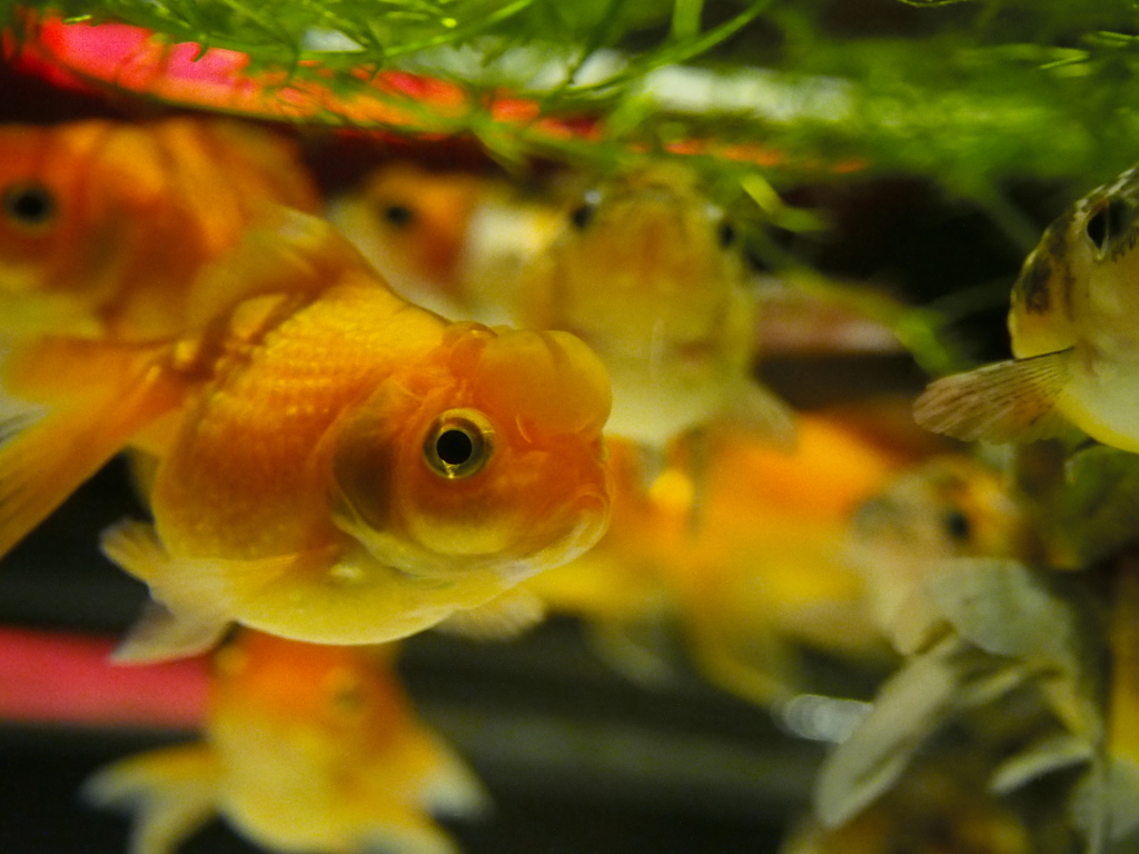 リーゼントつけてやんちゃそうな金魚