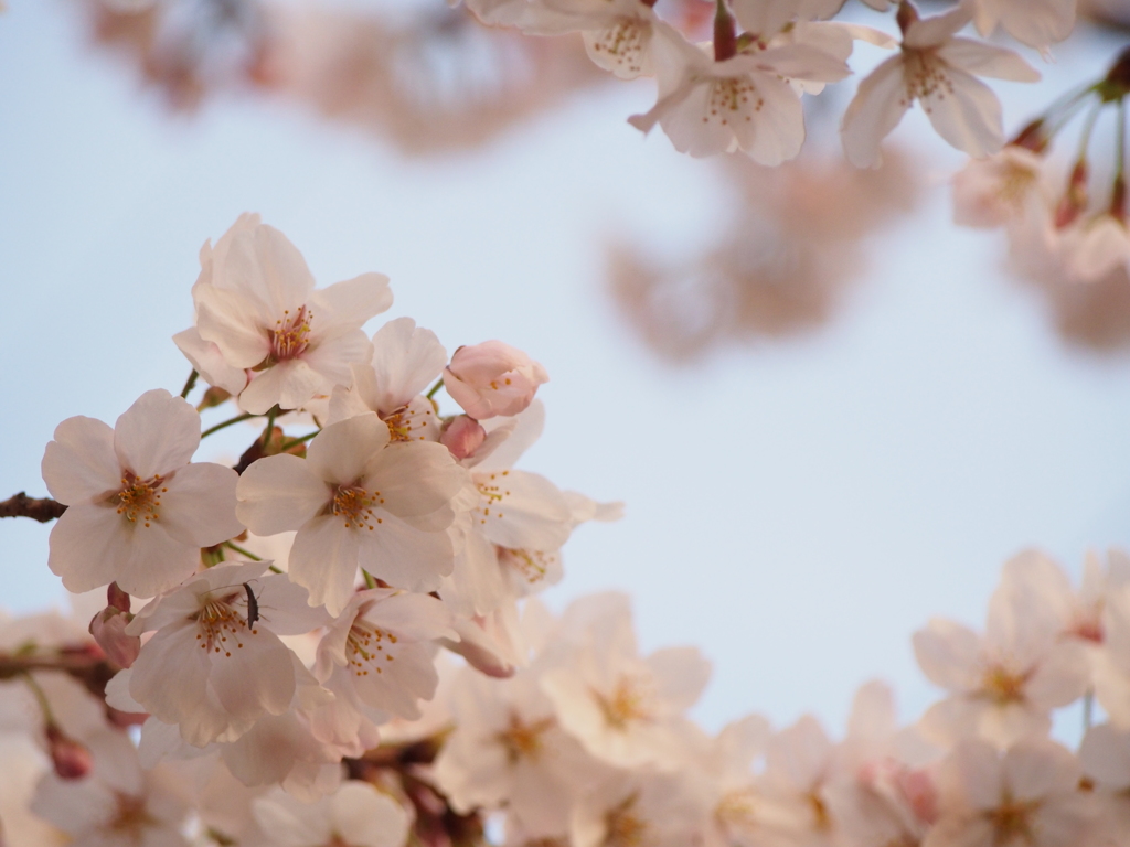 桜