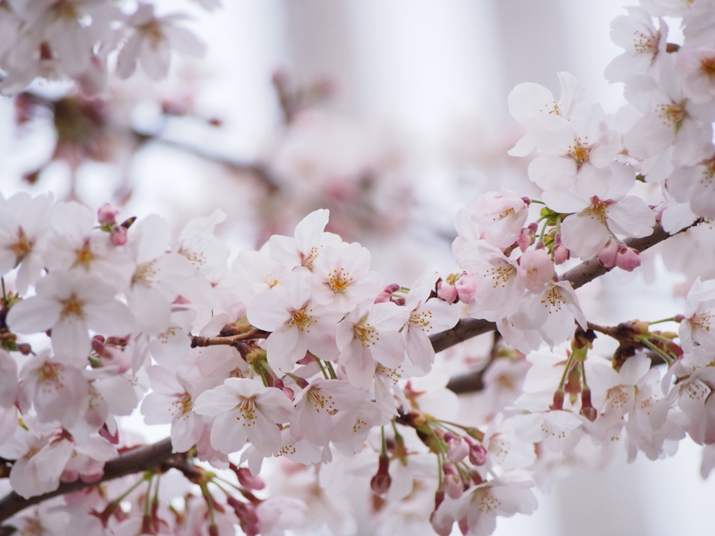桜