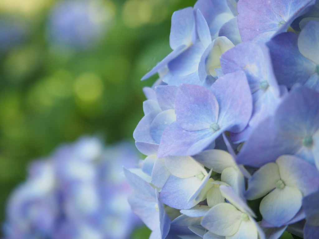 紫陽花