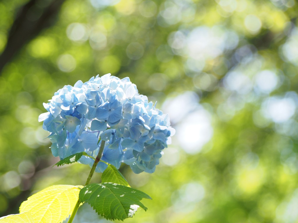 紫陽花