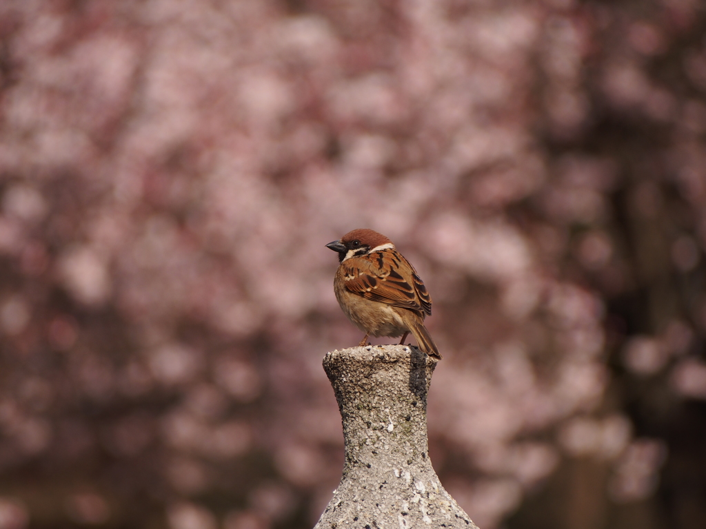 桜とスズメ