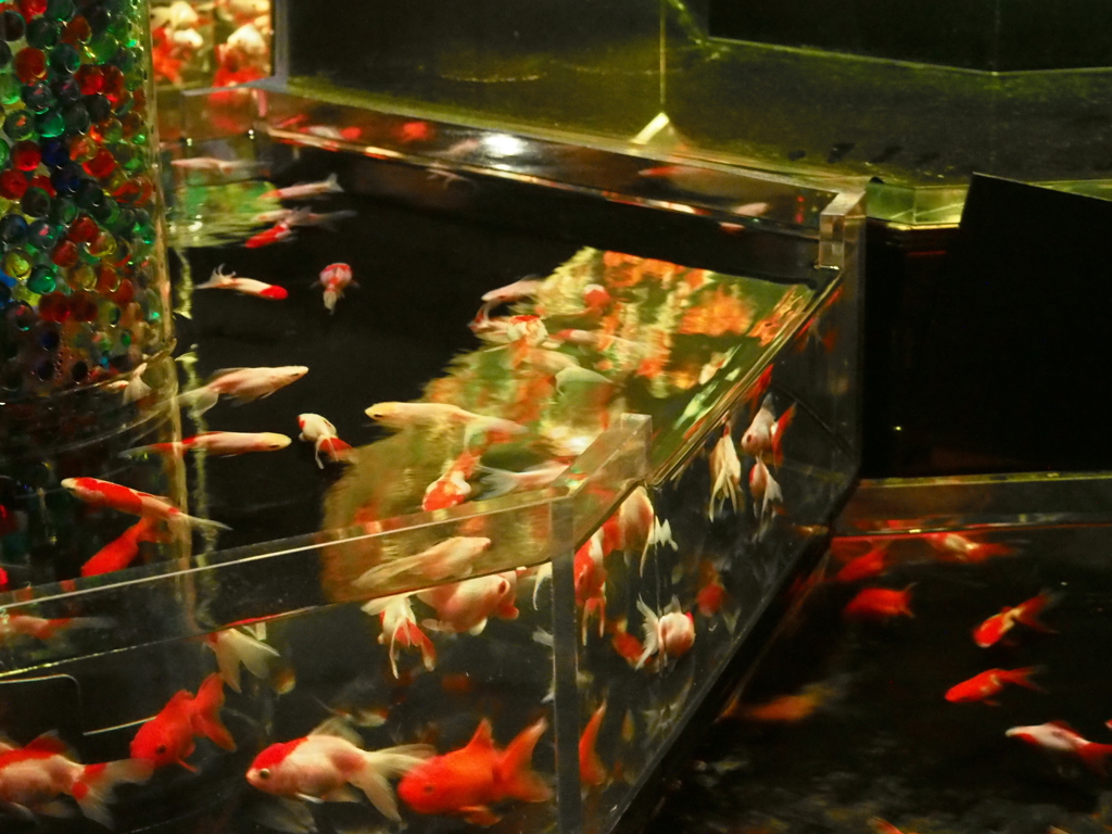 金魚
