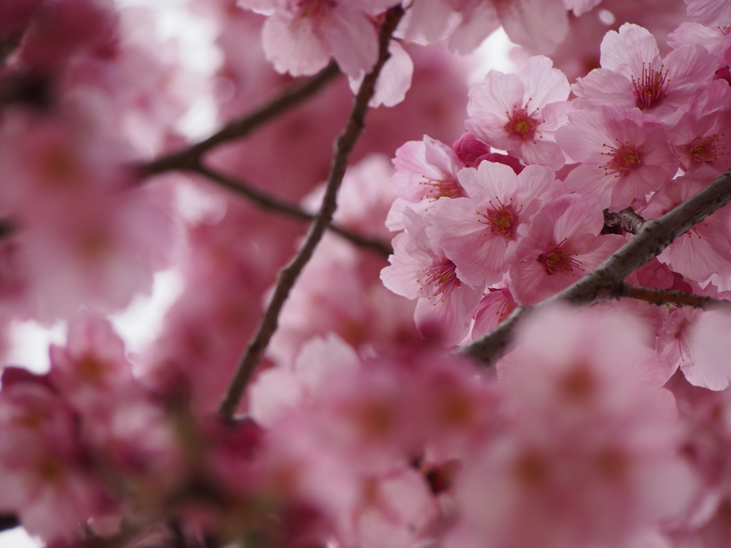 桜