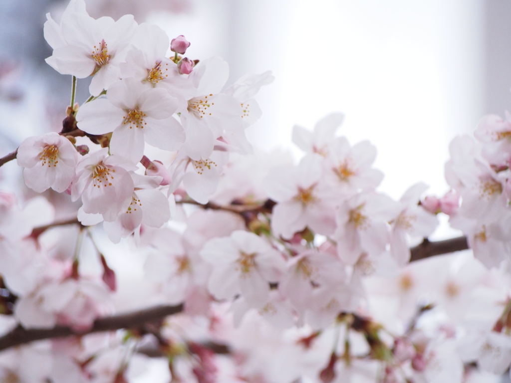 桜