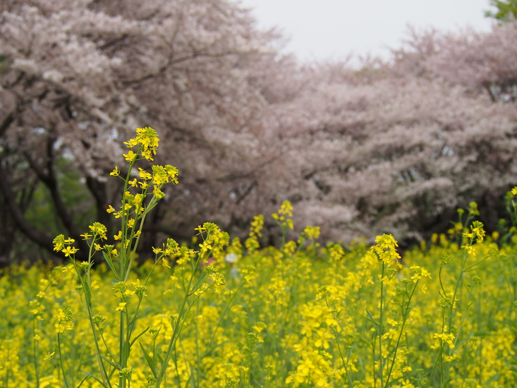 桜と菜の花