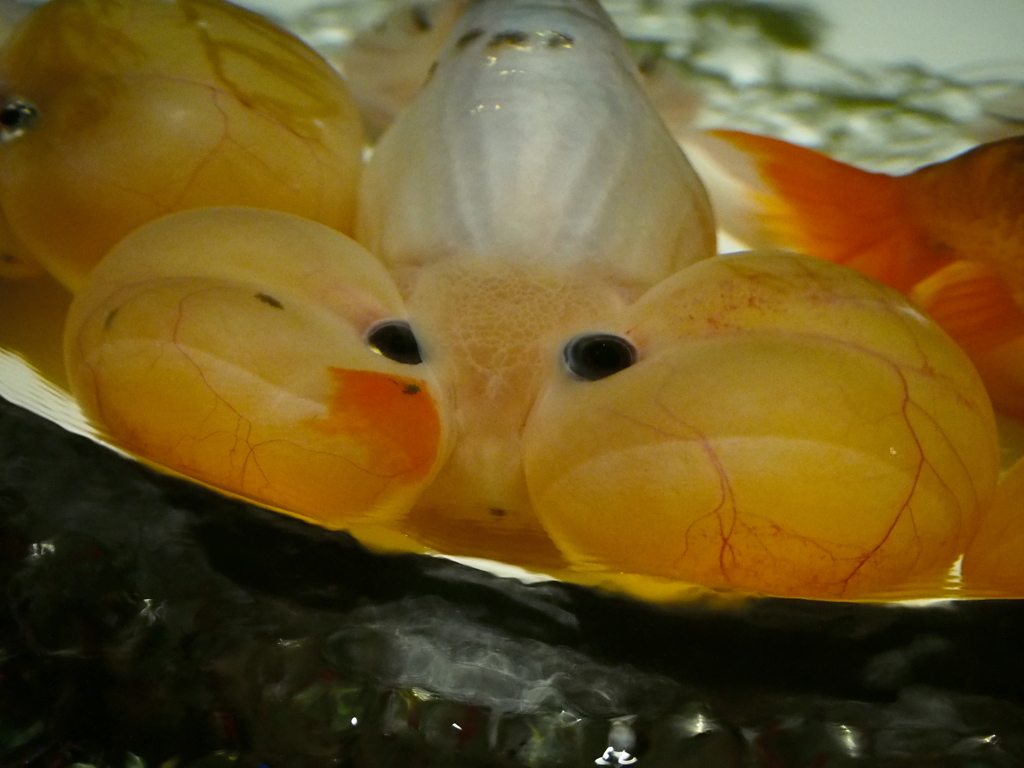 ちょっと怖い　水泡眼