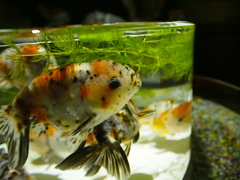 カラフルな江戸錦金魚