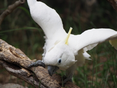 羽の運動中のインコ