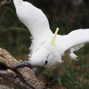 羽の運動中のインコ