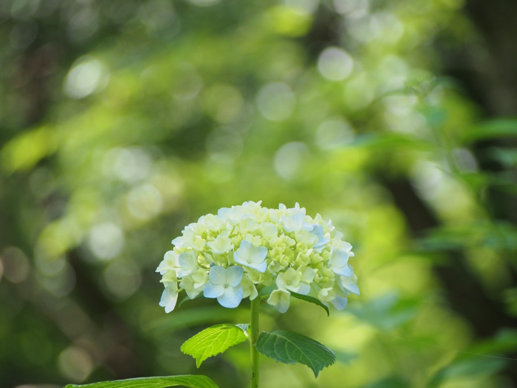 光の粒の中の紫陽花